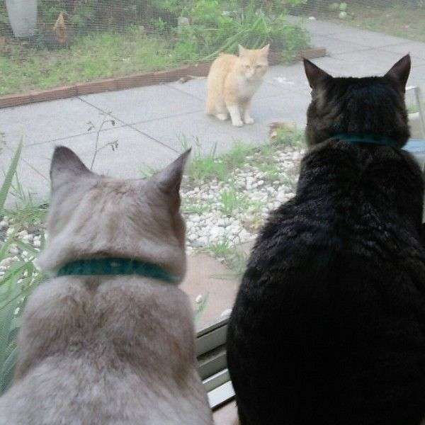 動物界にも勝ち組負け組ってあるんですか?