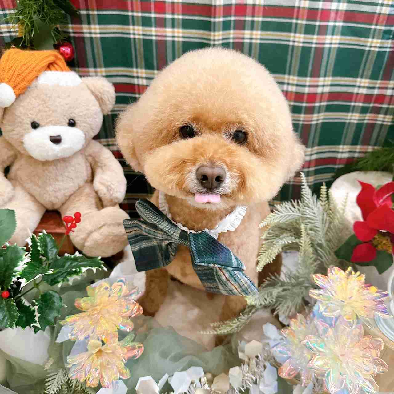 飼い犬自慢大会