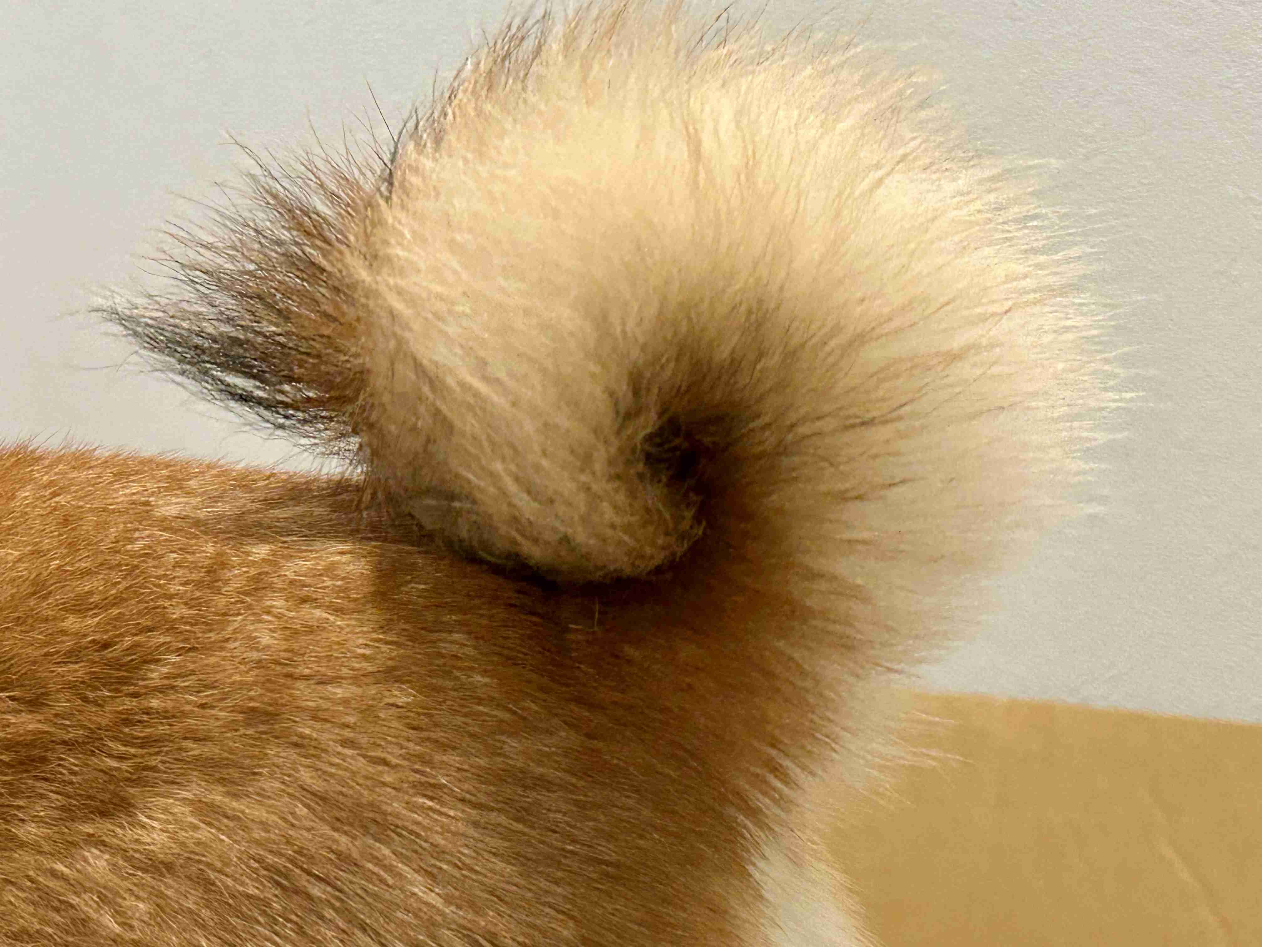 飼い犬自慢大会