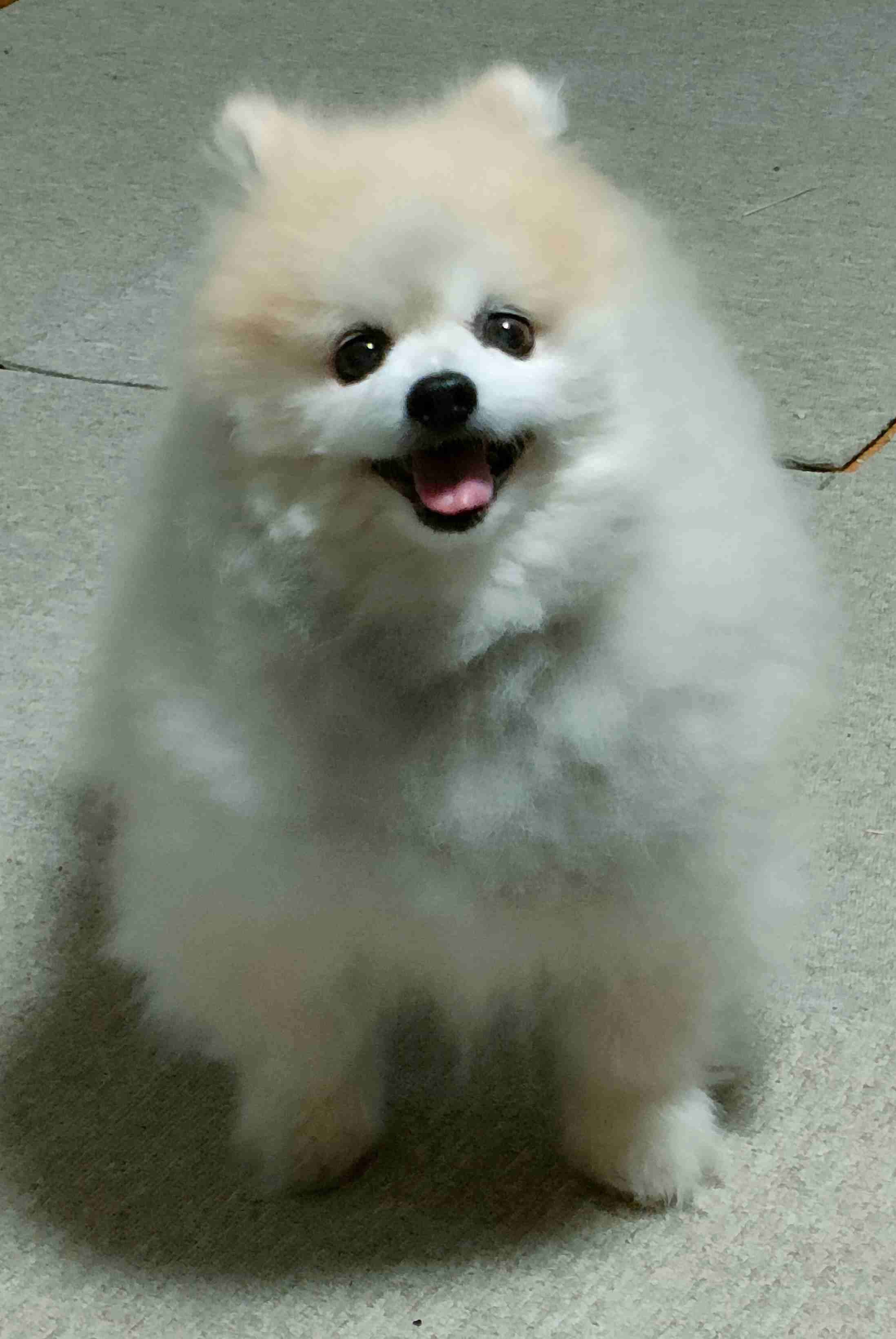 飼い犬自慢大会