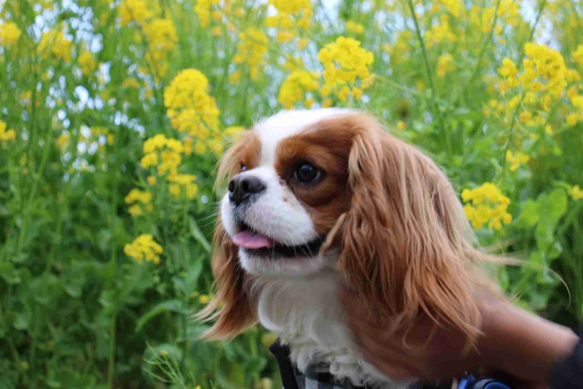 飼い犬自慢大会