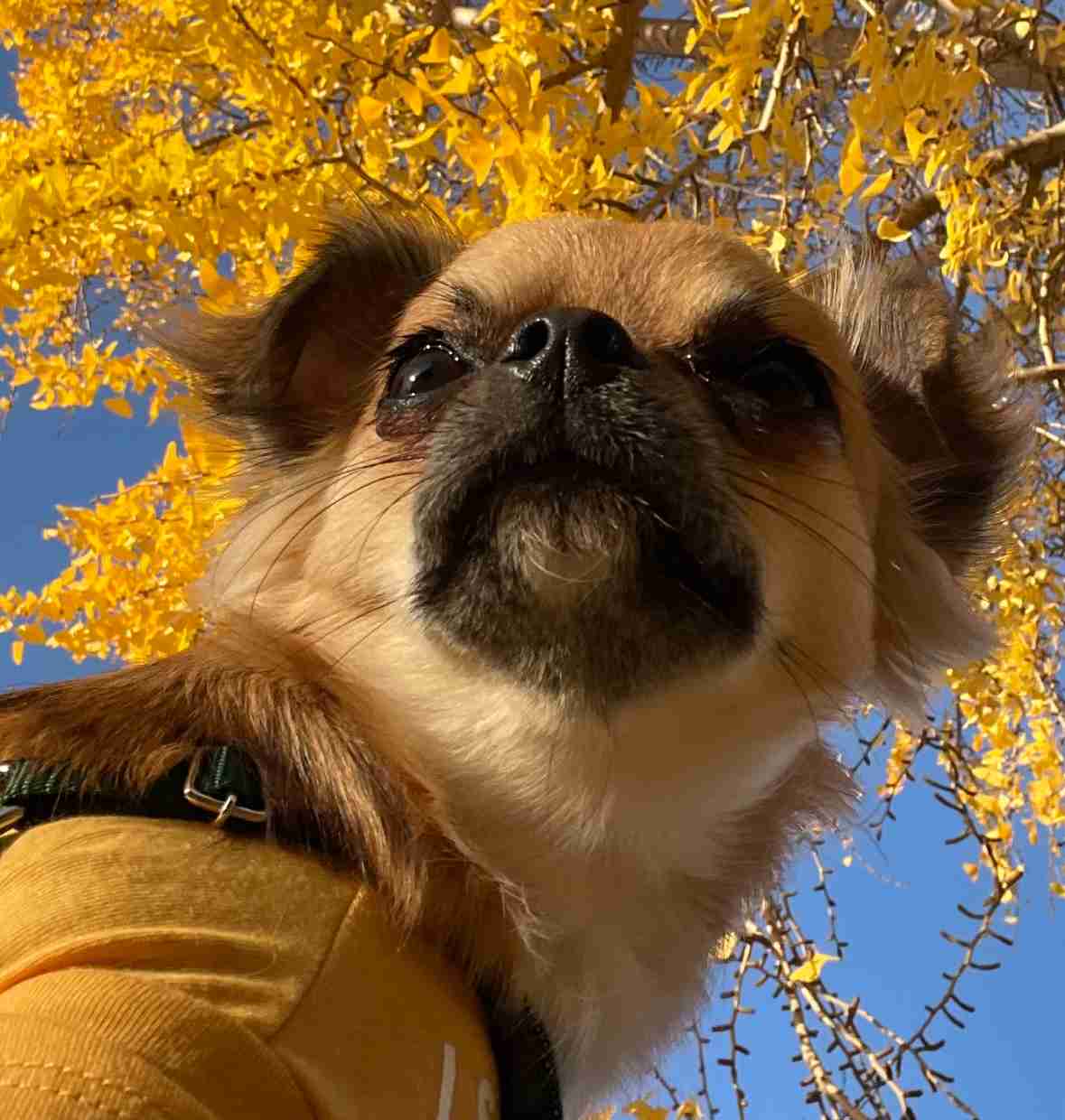 飼い犬自慢大会