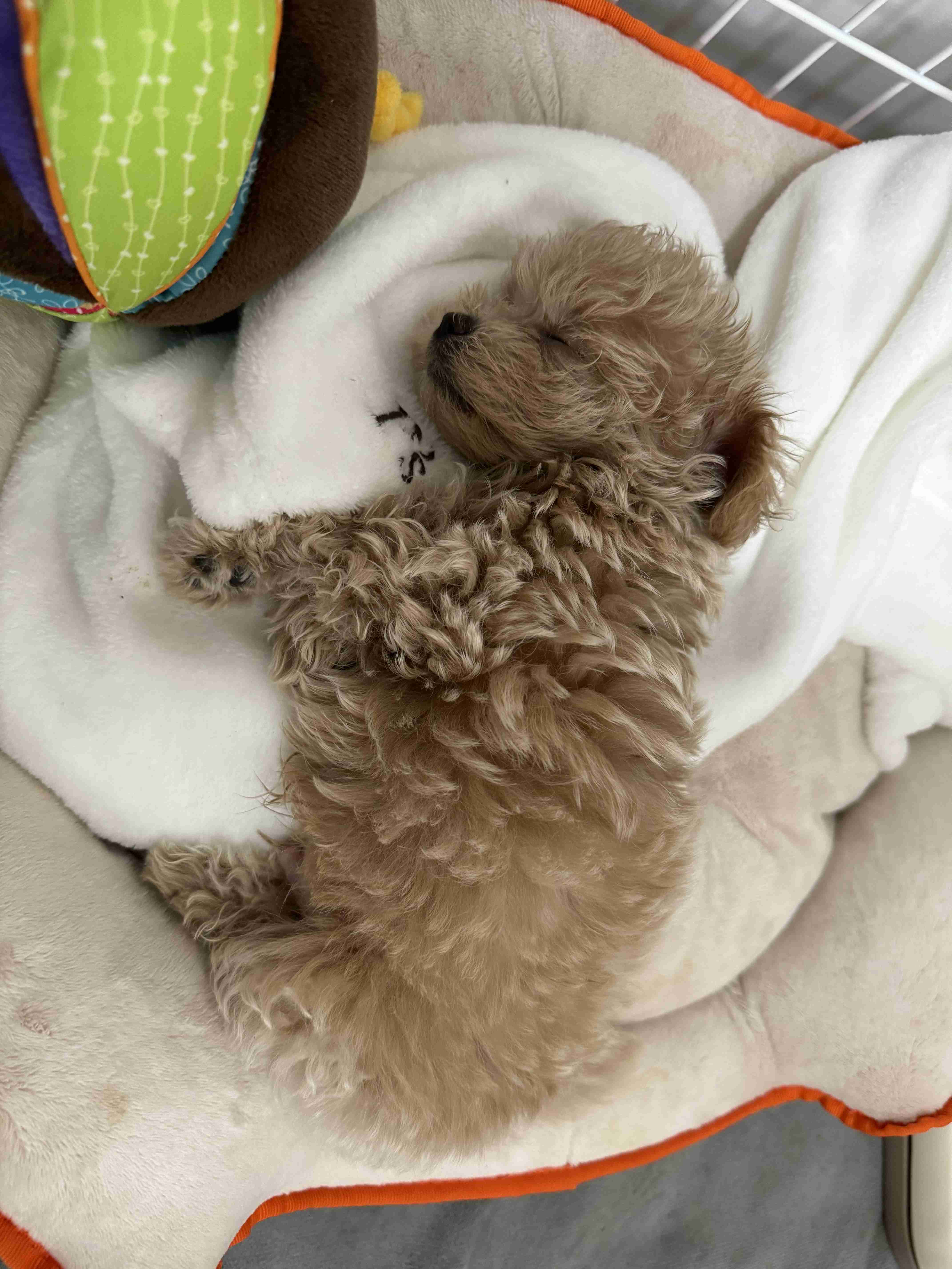 飼い犬自慢大会