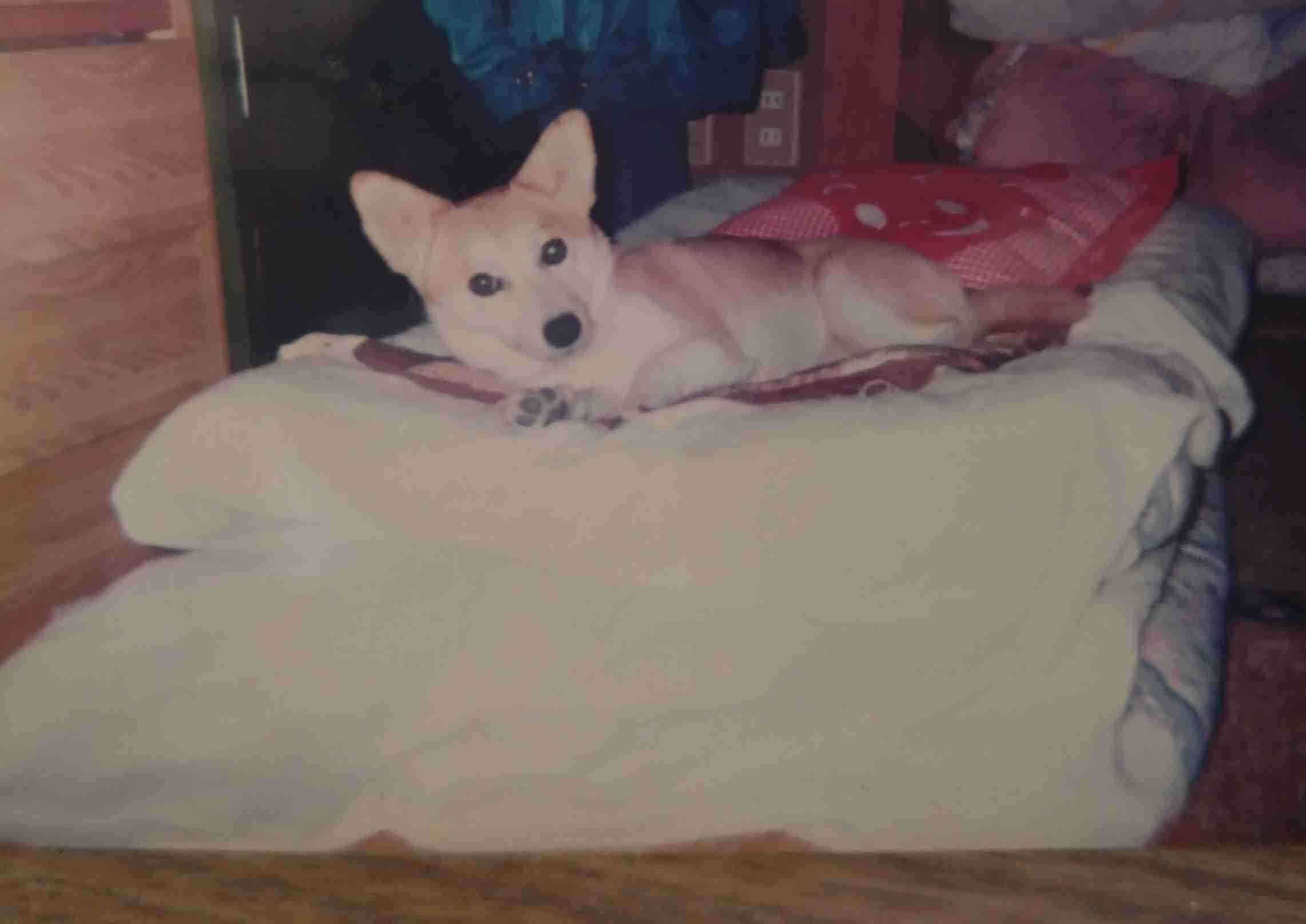 飼い犬自慢大会