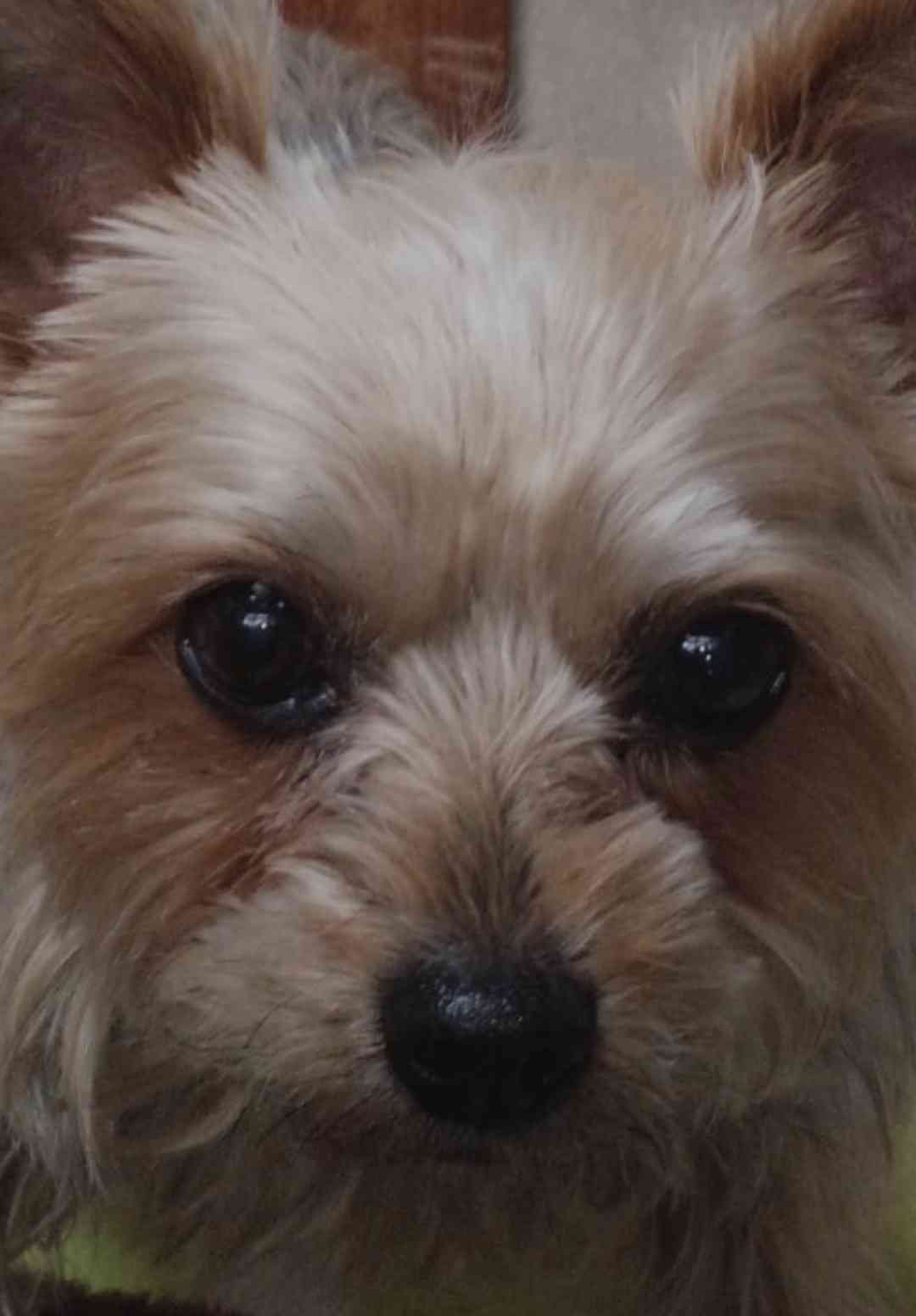 飼い犬自慢大会