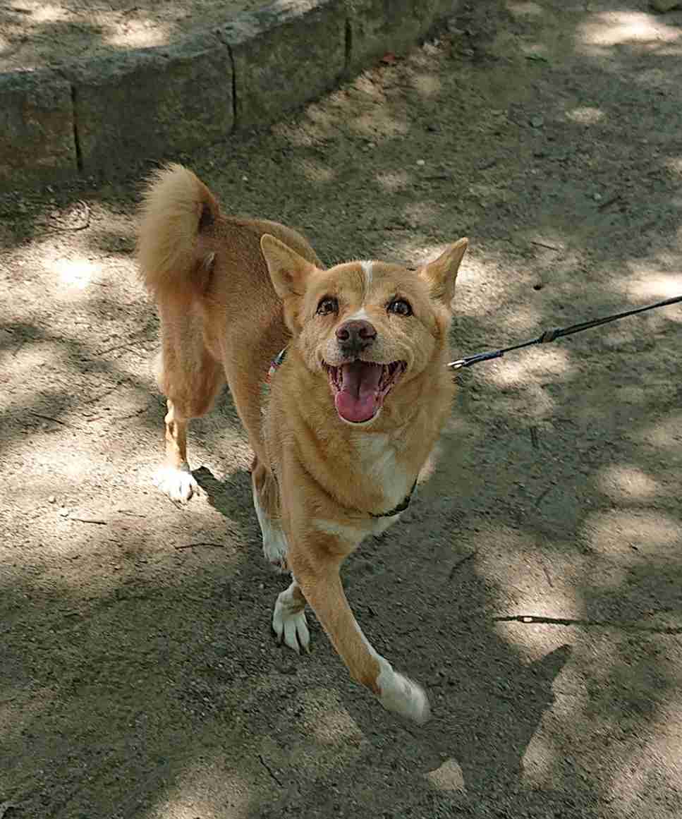 飼い犬自慢大会