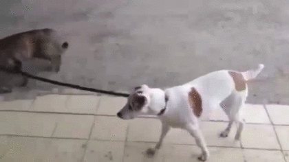 飼い犬自慢大会