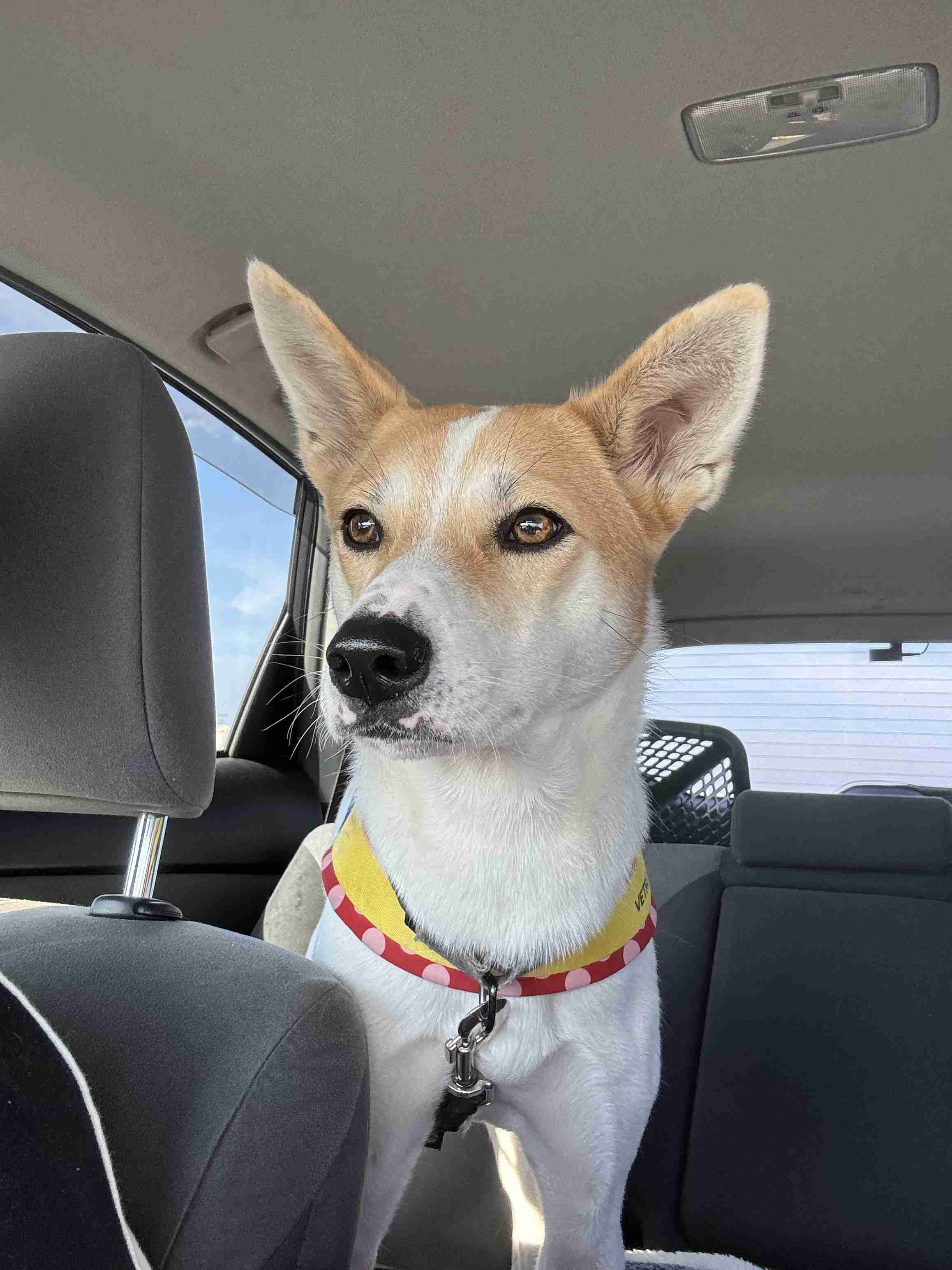 飼い犬自慢大会