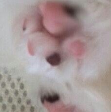 飼い犬自慢大会