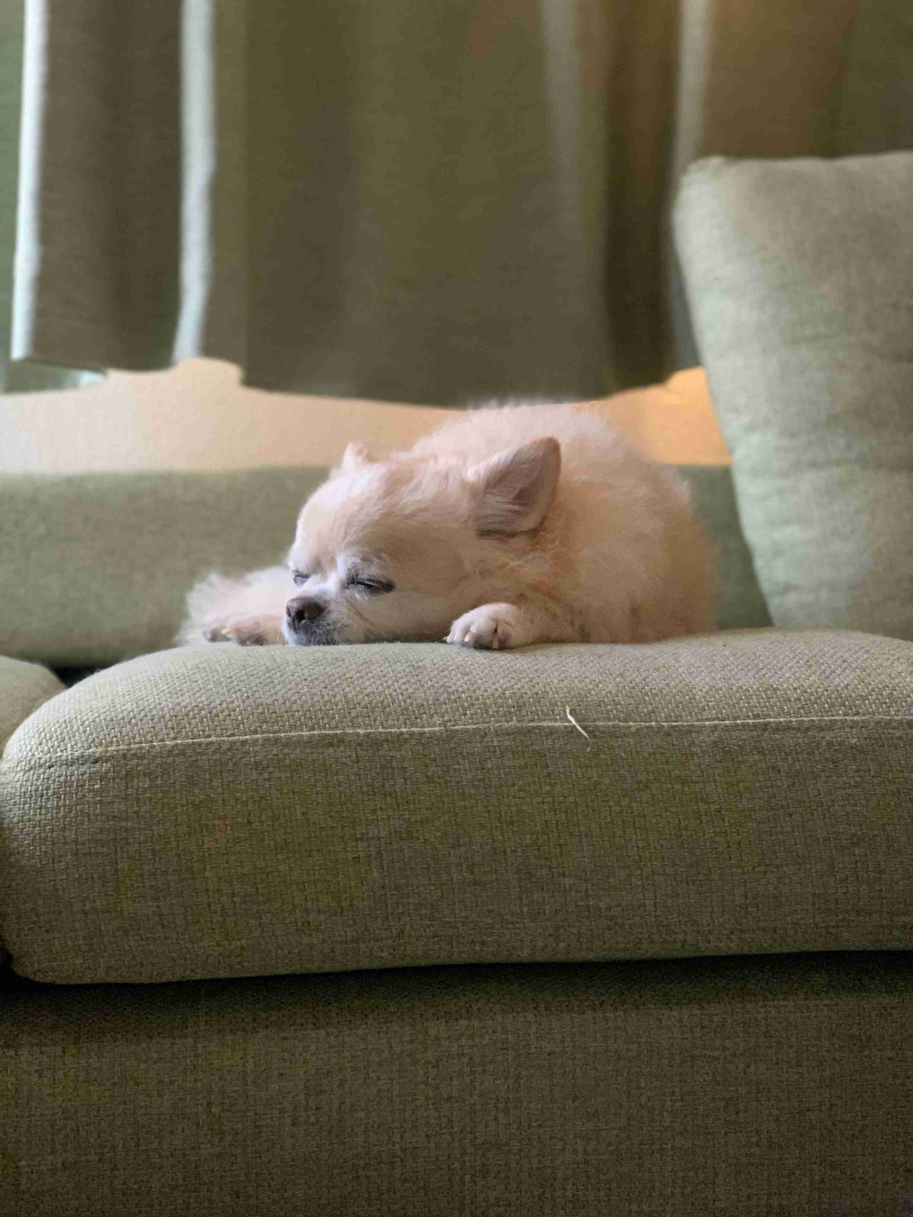 飼い犬自慢大会