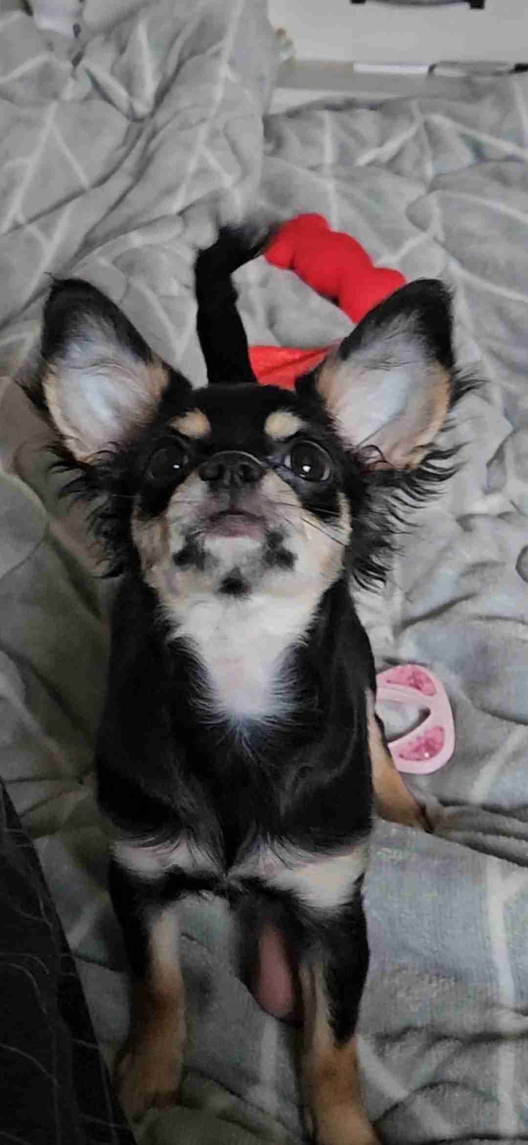 飼い犬自慢大会