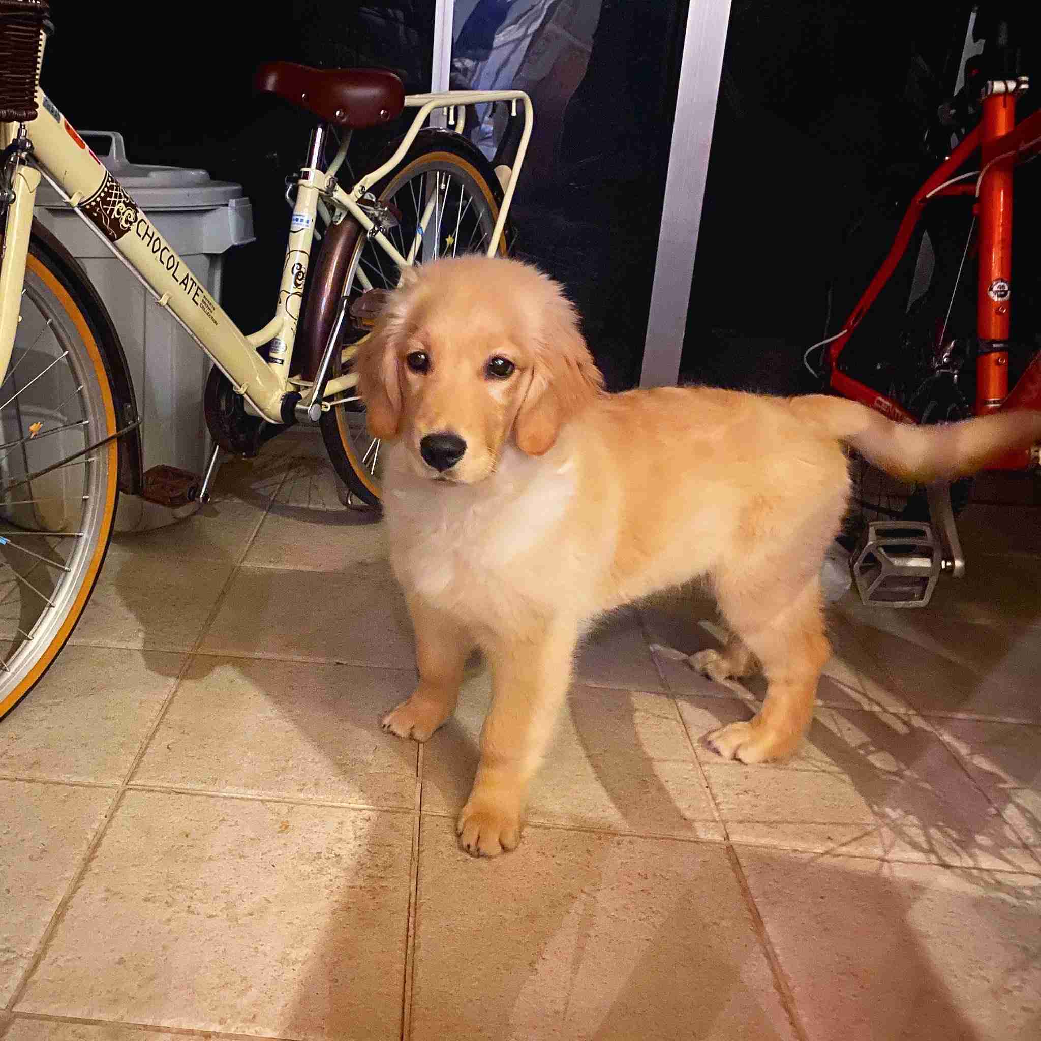 飼い犬自慢大会