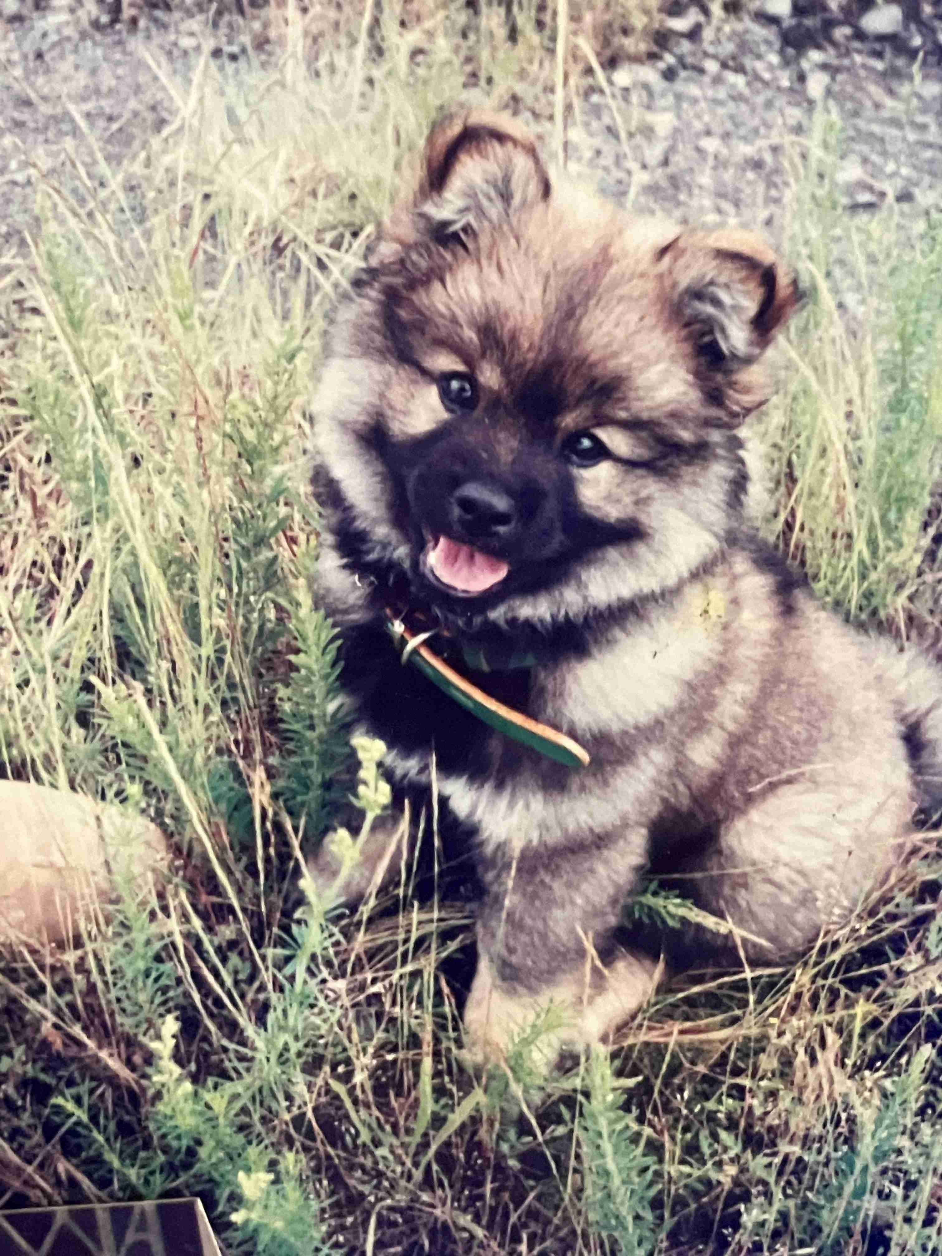 飼い犬自慢大会