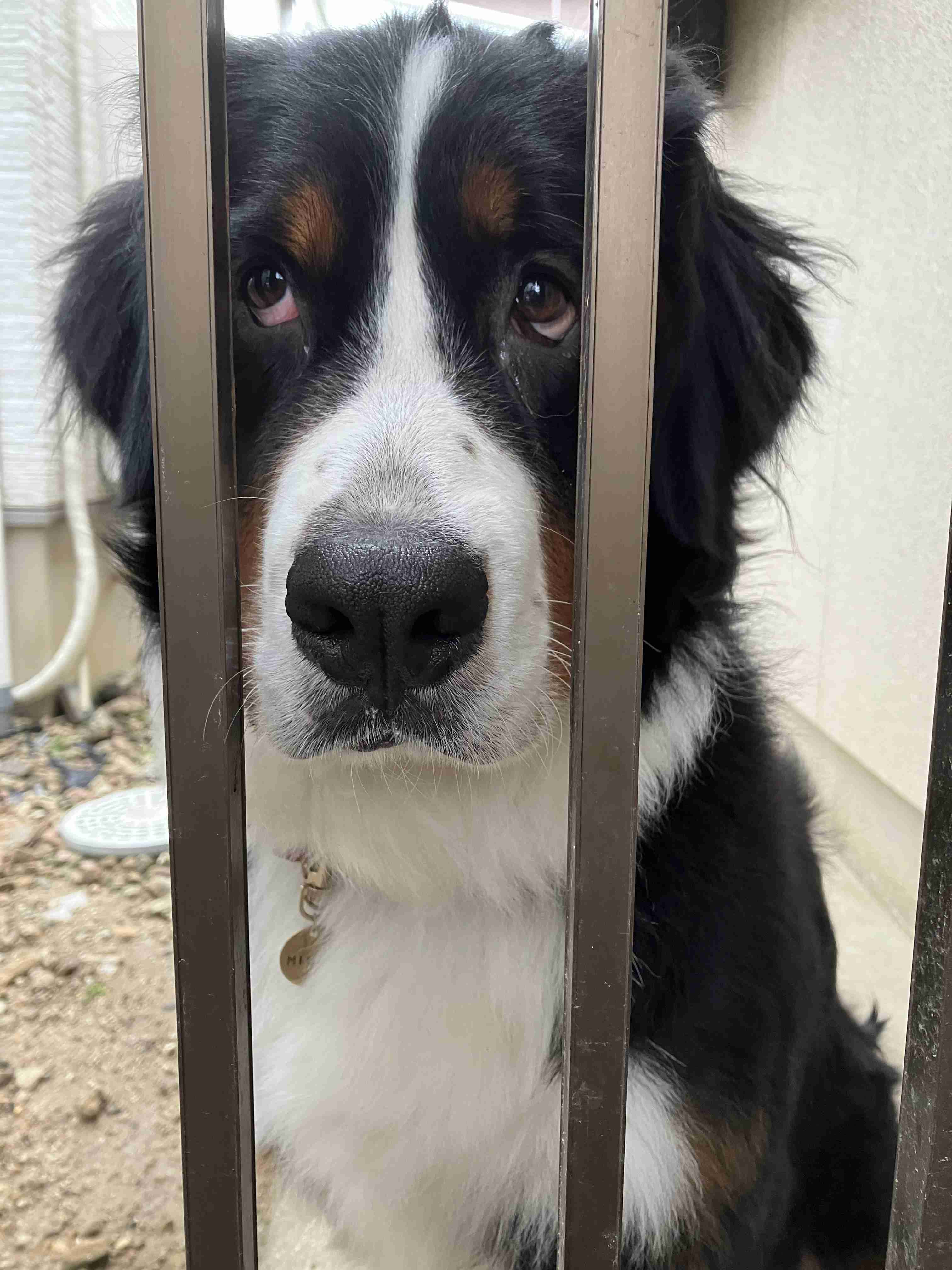 飼い犬自慢大会