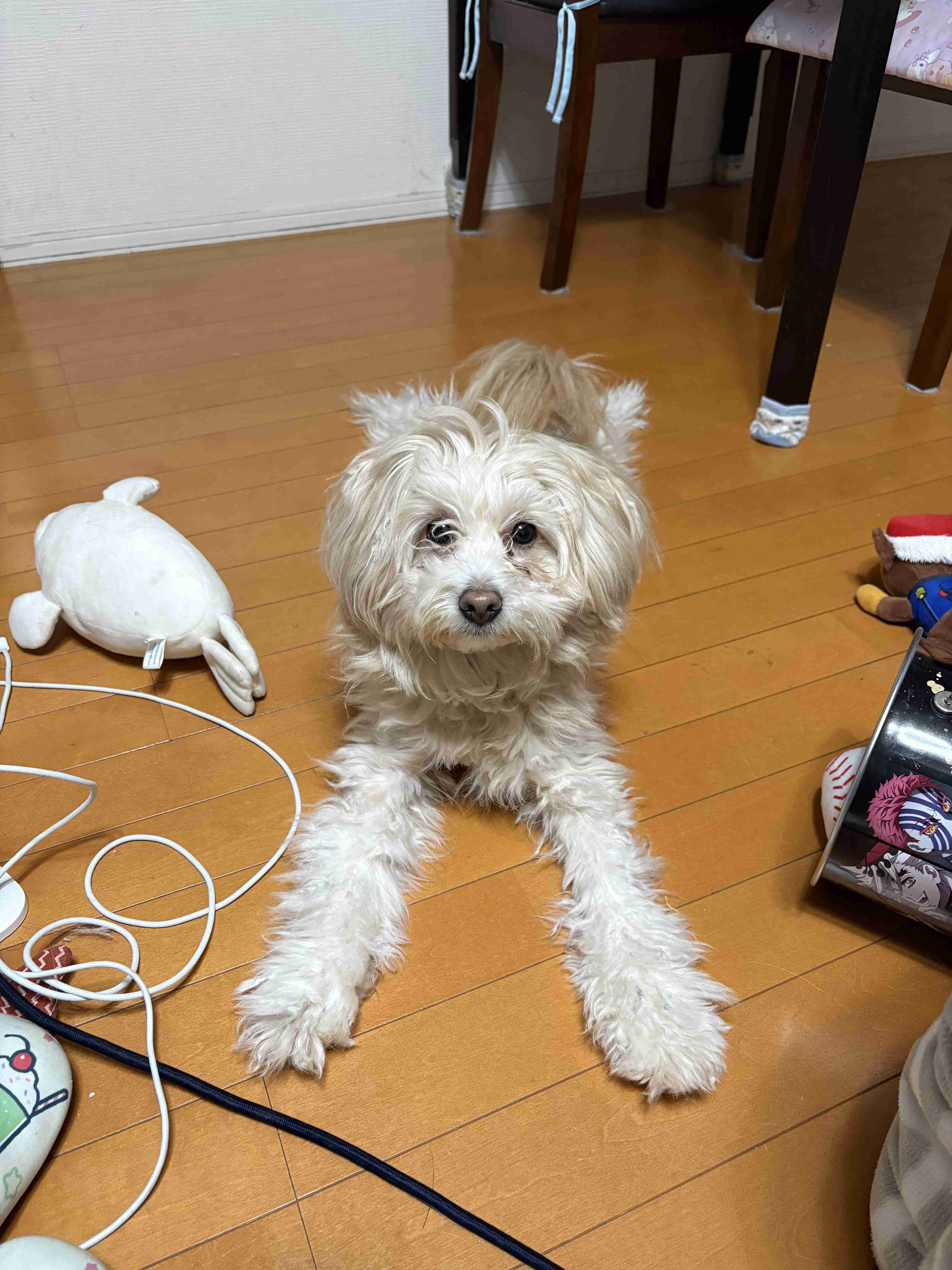 飼い犬自慢大会