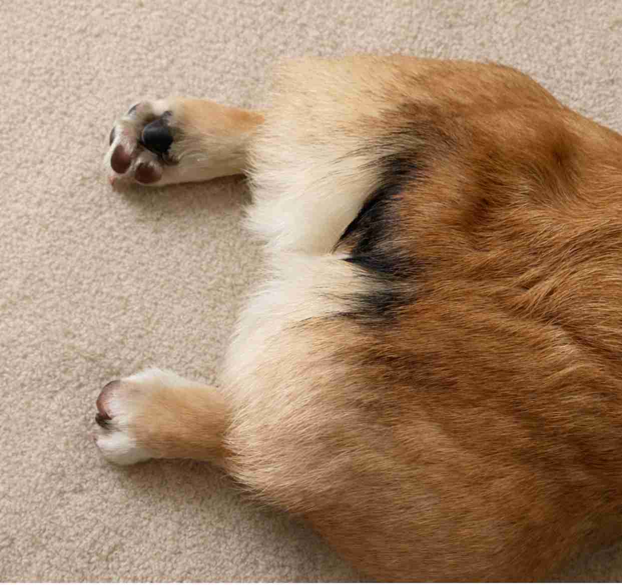 飼い犬自慢大会