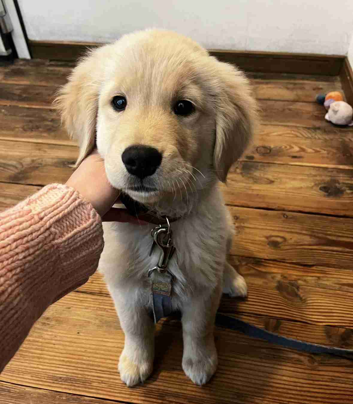 飼い犬自慢大会