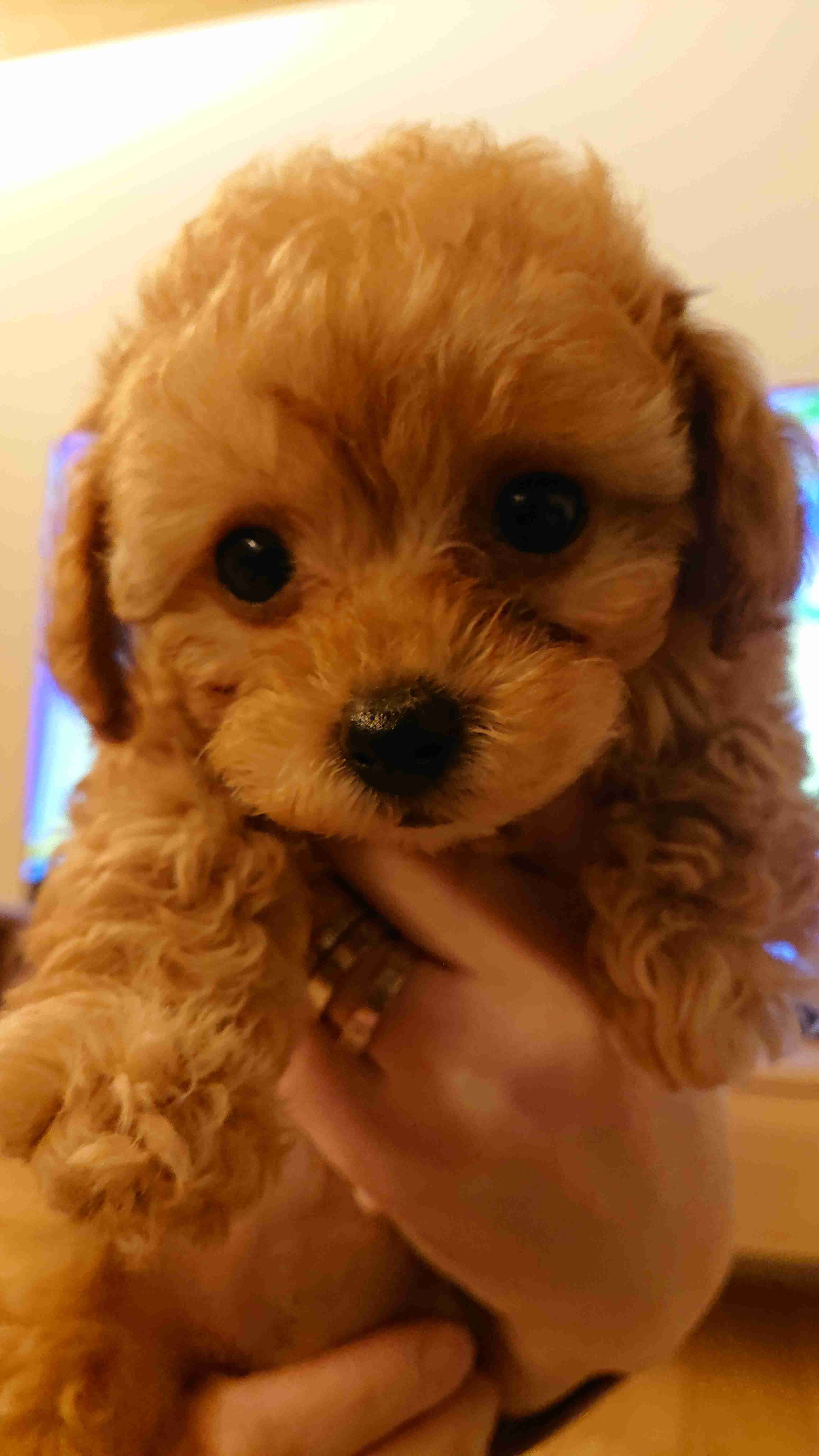 飼い犬自慢大会