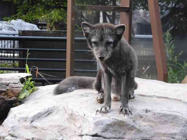 冬に白くならないホッキョクギツネが存在する