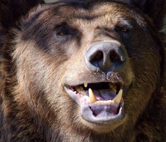 「抗日」から「一帯一路」へ　中国、パンダ外交で狙う利益