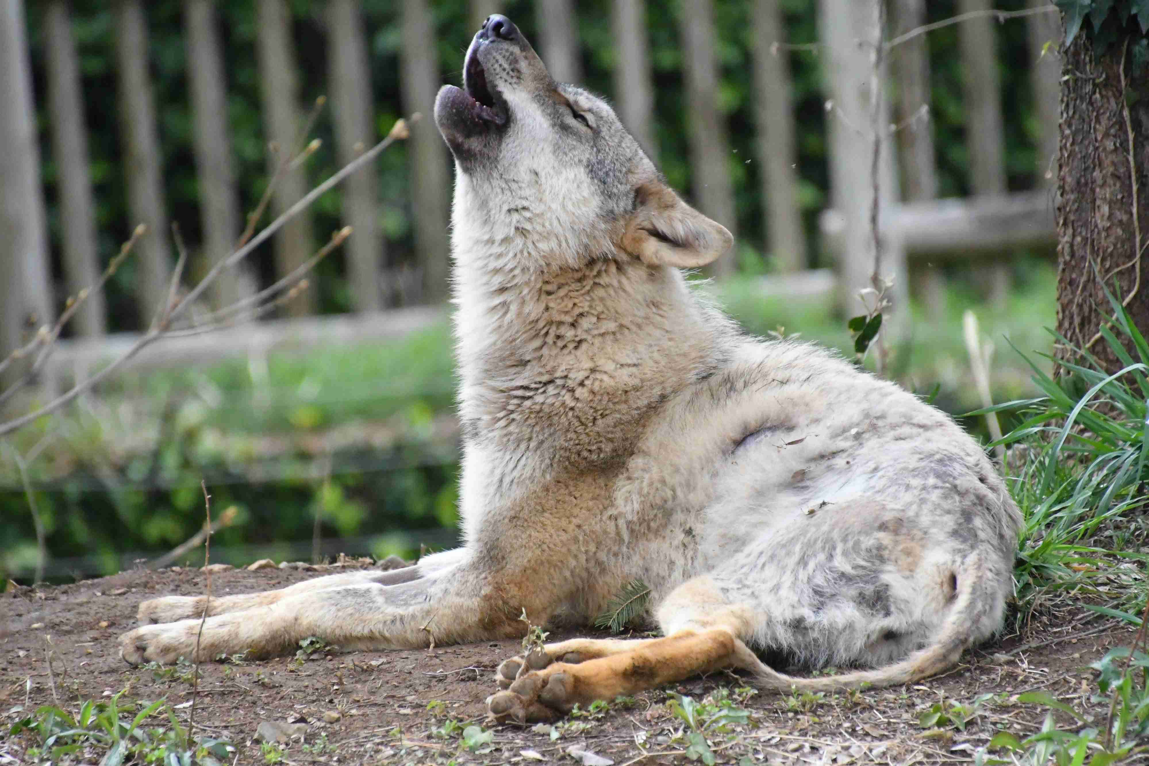 【画像】多摩動物公園が檻の外に出たオオカミについて報告→”脱走から戻ってきた飼い犬”と同じ表情で話題に「充実した顔してて草」