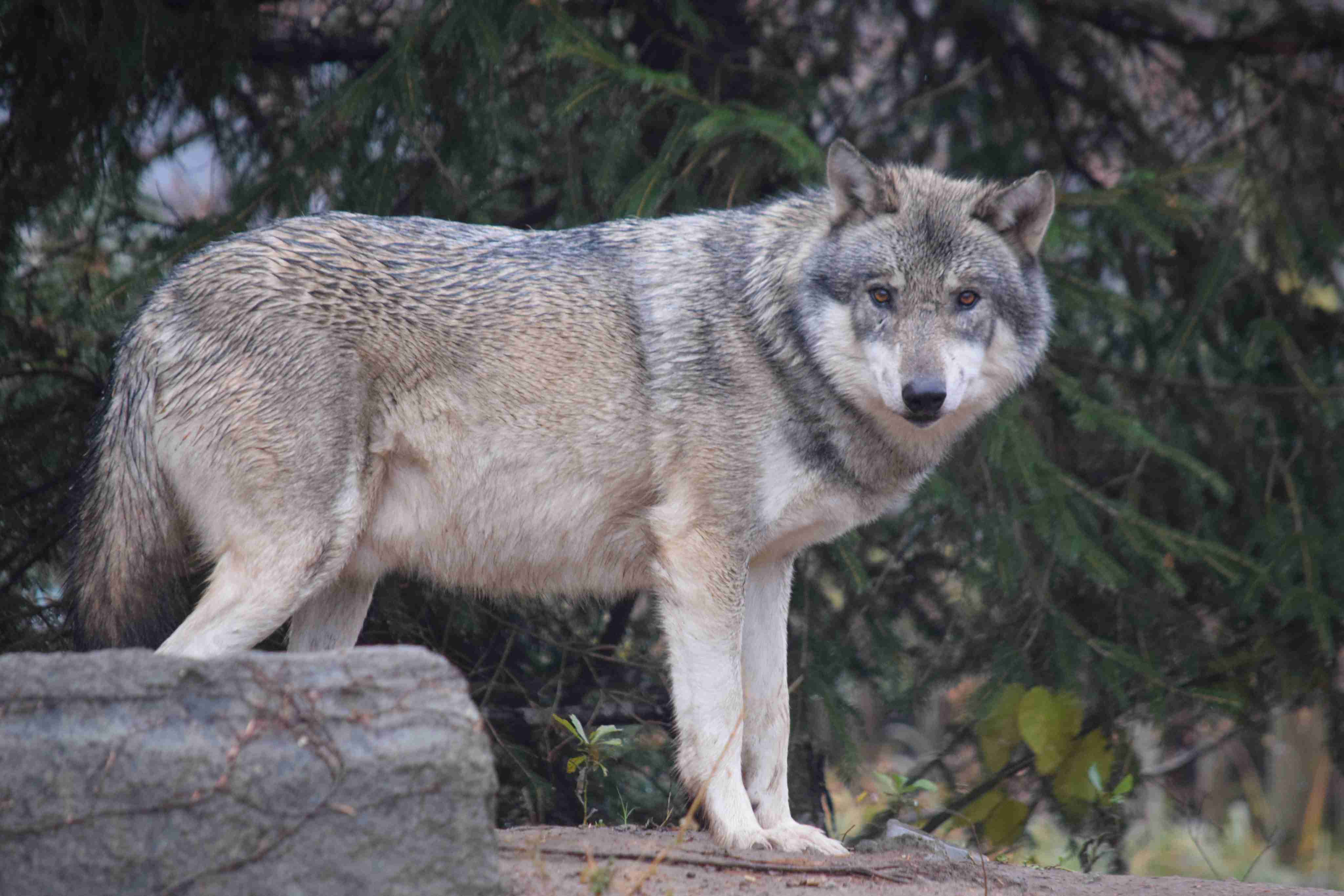 【画像】多摩動物公園が檻の外に出たオオカミについて報告→”脱走から戻ってきた飼い犬”と同じ表情で話題に「充実した顔してて草」