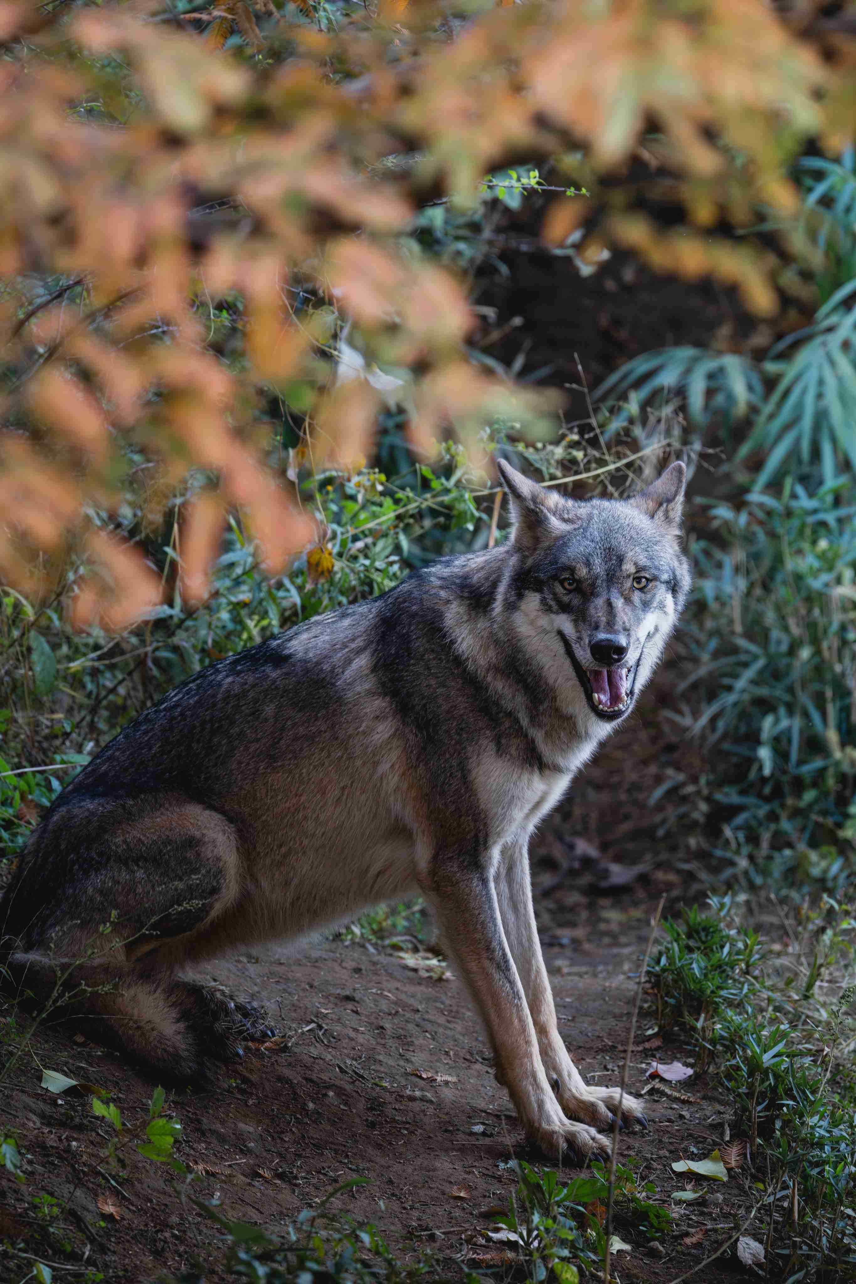 【画像】多摩動物公園が檻の外に出たオオカミについて報告→”脱走から戻ってきた飼い犬”と同じ表情で話題に「充実した顔してて草」