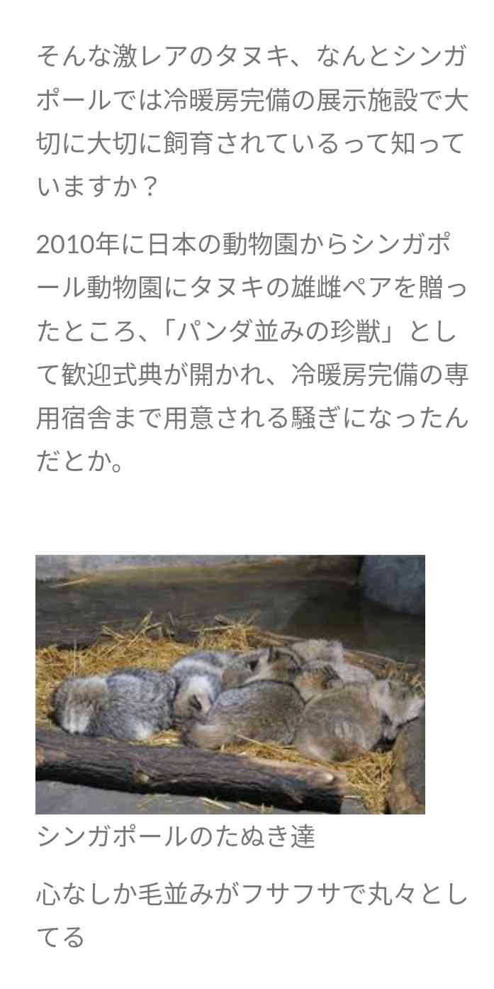 「なぜ行けると思ったのか」壁の穴に詰まる〝タヌキ〟の動画が大反響！「モッフモフやん」「おしりが可愛すぎる」「癒されました！」