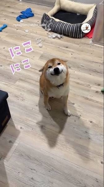 【東大】犬の喜び顔は「オス8種・メス4種類」あることを発見