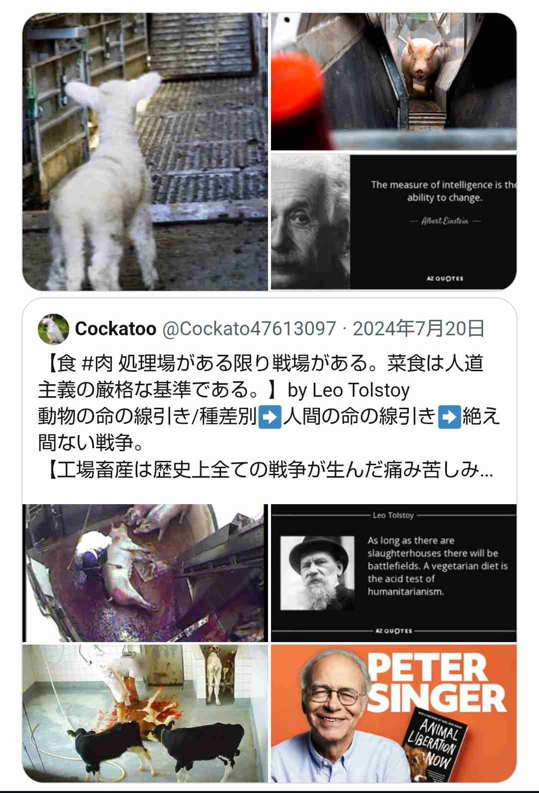 【速報】国道23号でブタ10頭以上が逃走　国道を通行止めにして警察などが捕獲作業中　愛知県西尾市