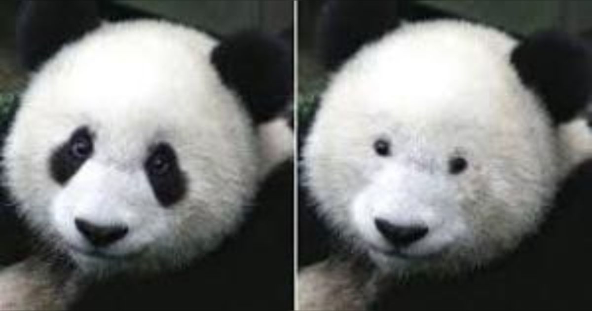 中国のパンダ飼育施設で日本人客増、一番人気は「シャンシャン」…中国政府「見に来ることを歓迎」