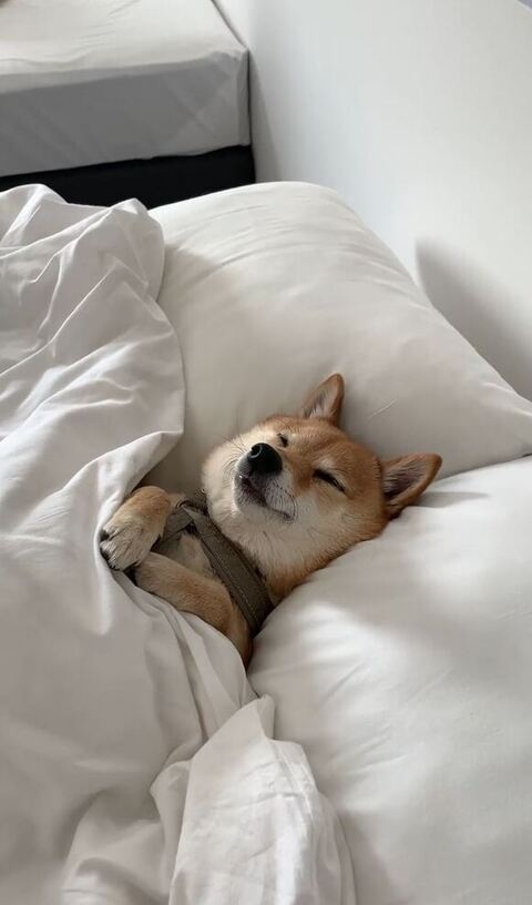 今日一日中寝てた人の集い