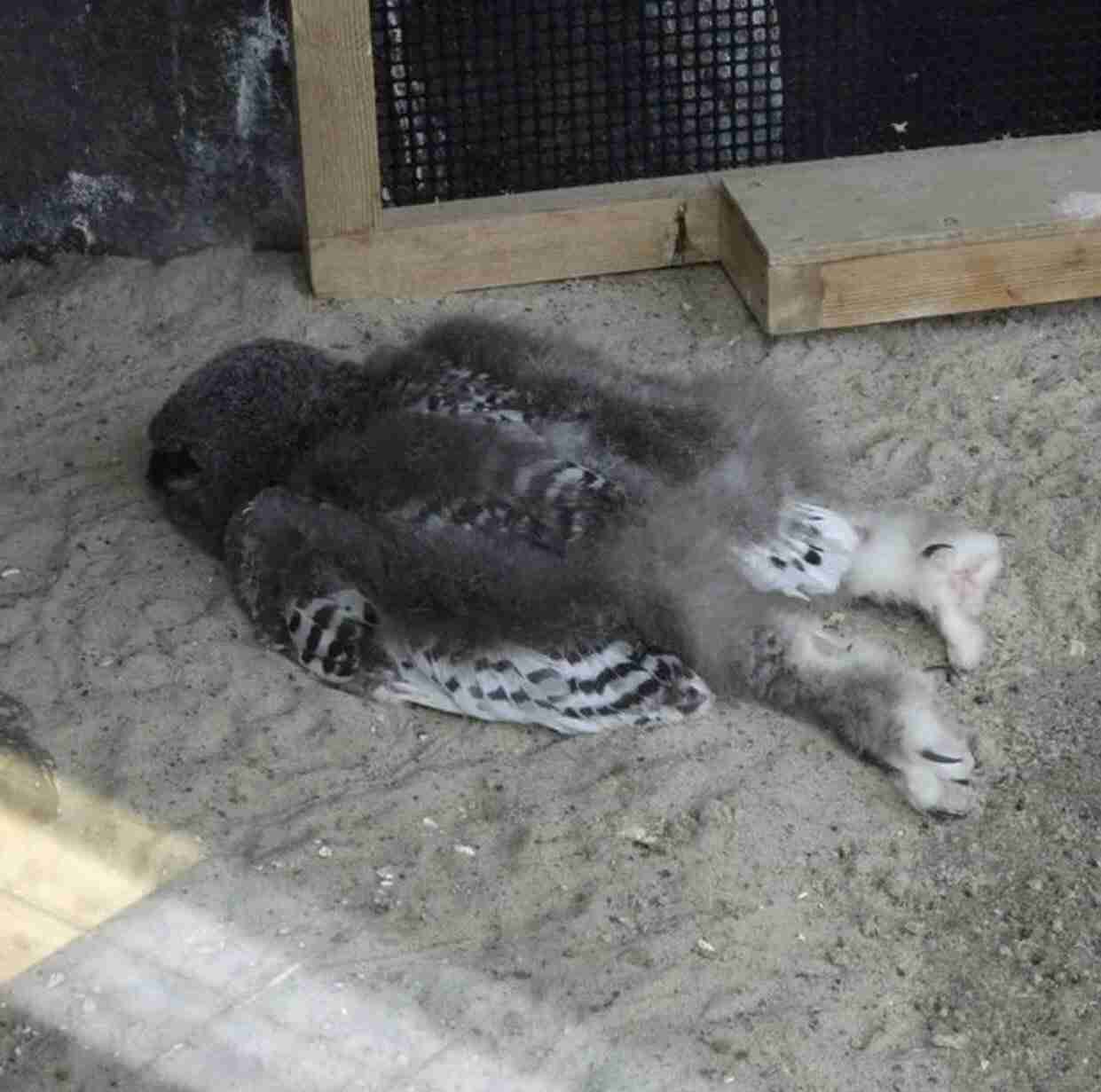 疲れて気絶するように寝てしまう