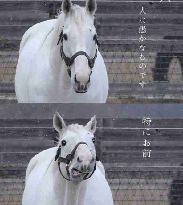 4歳女児が餌やり体験で馬に指をかみ切られ切断、施設運営の男を業務上過失傷害の容疑で書類送検…山梨県警