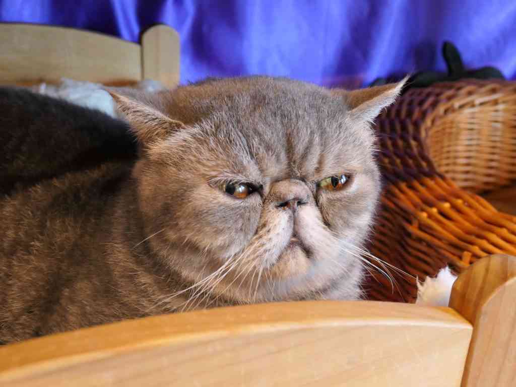 猫顔だと思う有名人 Part2