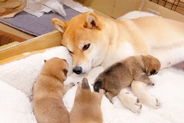 家で一人になったことがない