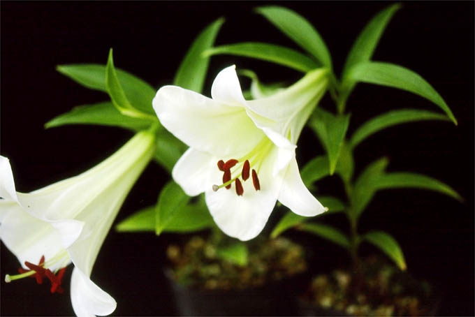 植物の名前だけで1000コメ以上を目指すトピ