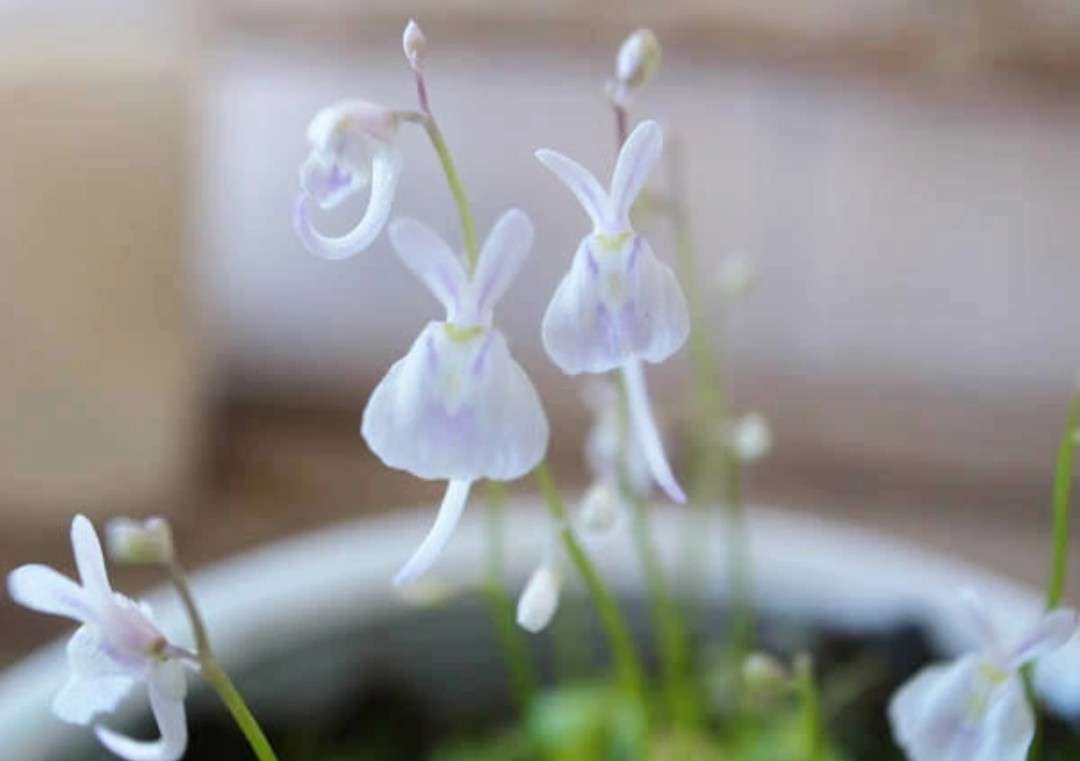 植物の名前だけで1000コメ以上を目指すトピ