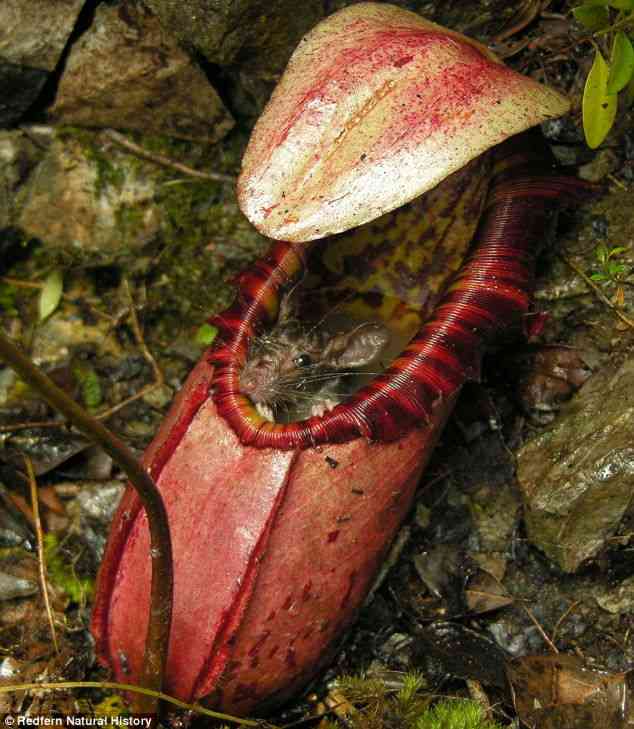 植物の名前だけで1000コメ以上を目指すトピ