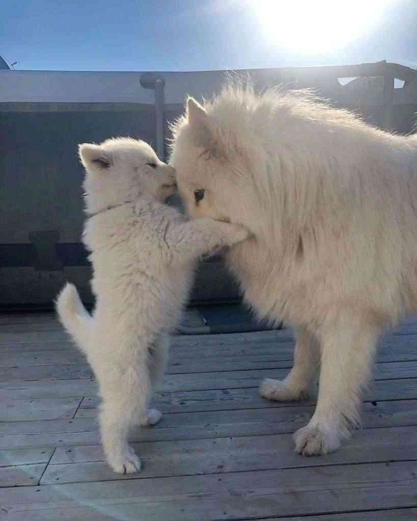 やさしくなりたいトピ