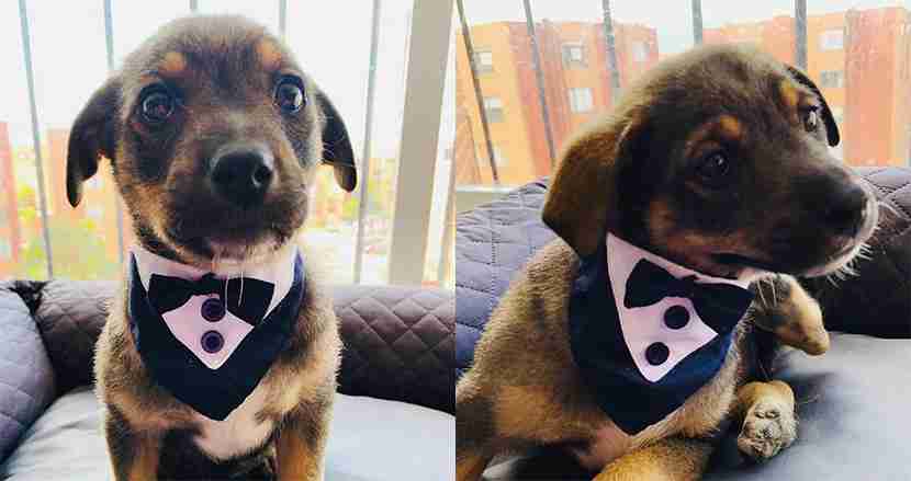 大谷翔平の愛犬デコピンがBBWAAの最優秀犬賞受賞 盾も贈呈 粋な表彰に大谷も笑顔