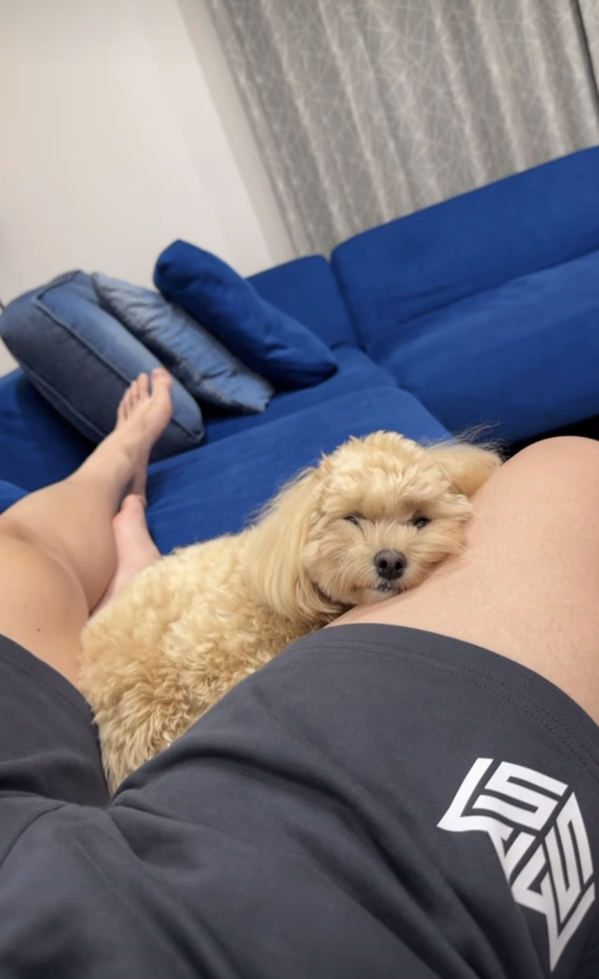 大谷翔平の愛犬デコピンがBBWAAの最優秀犬賞受賞 盾も贈呈 粋な表彰に大谷も笑顔