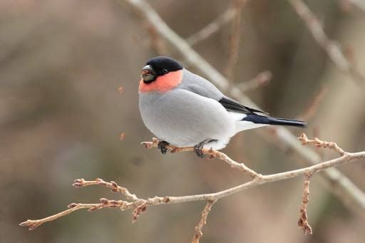 高市首相　食料品の消費減税、26年度内に実現の考え　テレビ番組で