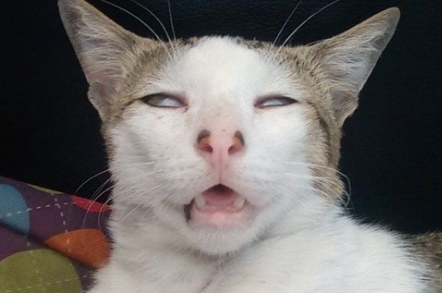 【画像】子猫の寝顔が話題 いつも添い寝の甘えん坊、ふと見た時の表情に爆笑