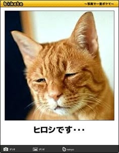 【画像】子猫の寝顔が話題 いつも添い寝の甘えん坊、ふと見た時の表情に爆笑