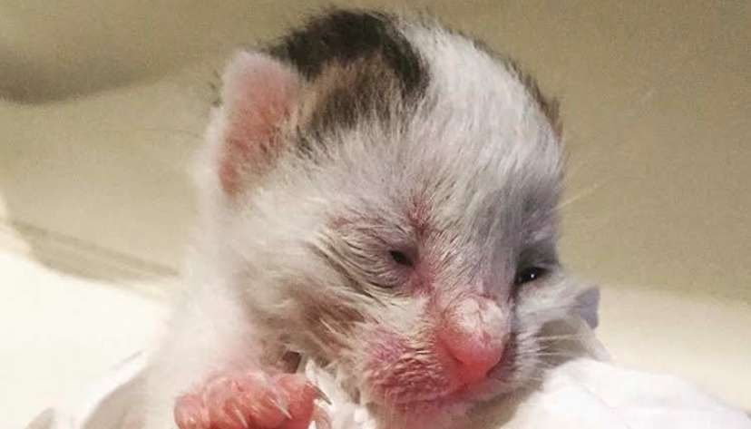 【画像】子猫の寝顔が話題 いつも添い寝の甘えん坊、ふと見た時の表情に爆笑