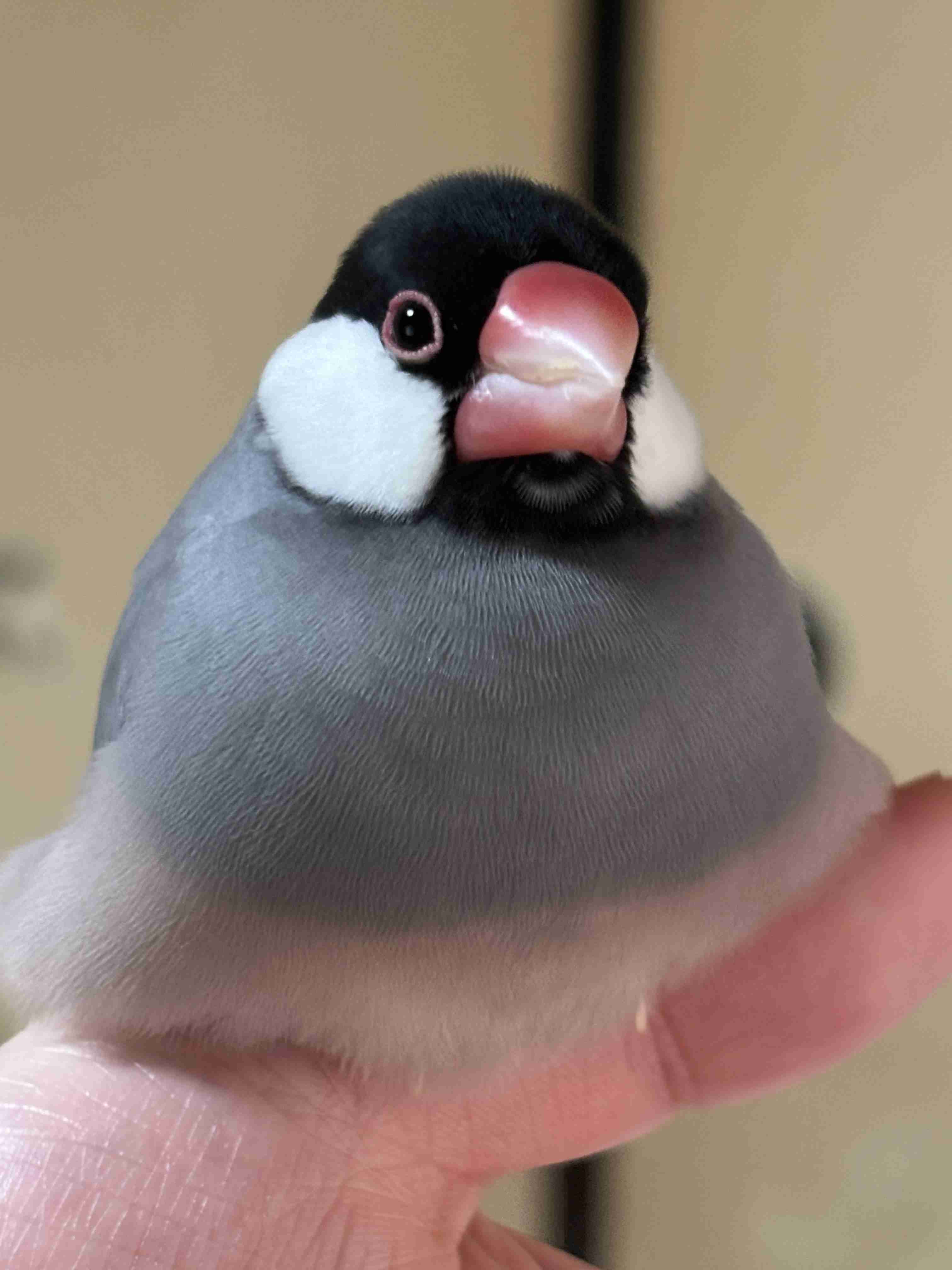 ガルちゃんチャレンジ月間!目指せ史上最多コメント数Part24