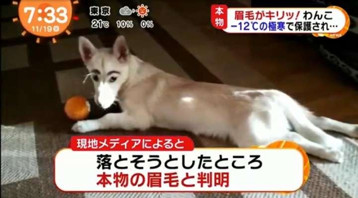 何度見ても笑ってしまう好きな写真を貼るトピ