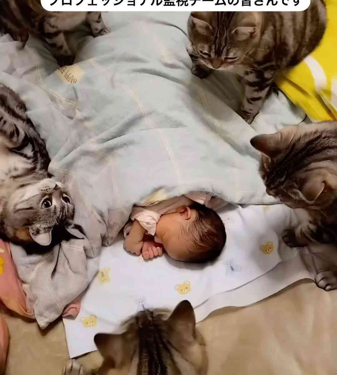 何度見ても笑ってしまう好きな写真を貼るトピ