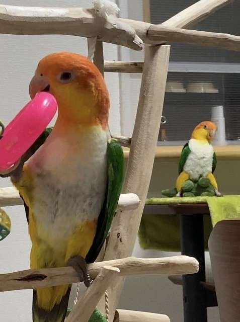 何度見ても笑ってしまう好きな写真を貼るトピ